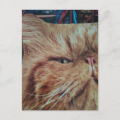Süße rote Katzen Collage Postkarte (Vorderseite)