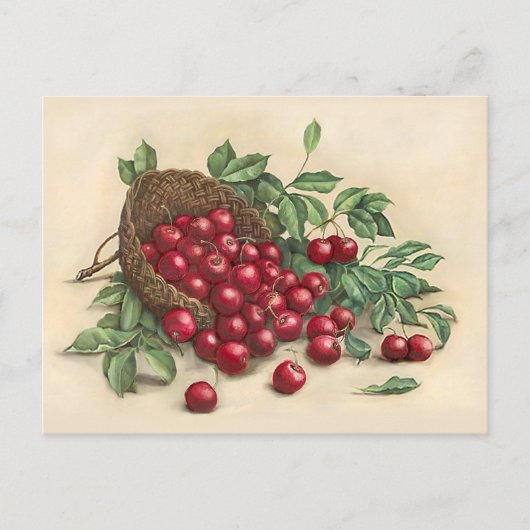 Süße rote Kirschen Postkarte (Vorderseite)