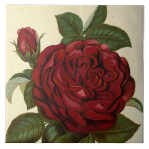süße rote Rose Vintage-Dekor Fliese