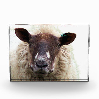 SÜSSE SCHAFE FOTOBLOCK