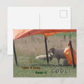 Süße Schafe Kund. Bleib cool Postkarte (Vorne/Hinten)