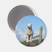 SÜSSE SCHAFE MAGNET (Vorderseite/Rückseite)
