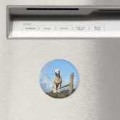 SÜSSE SCHAFE MAGNET (In Situ (Geschirrspüler))