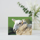 SÜSSE SCHAFE POSTKARTE (Stehend Vorderseite)