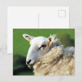 SÜSSE SCHAFE POSTKARTE (Vorne/Hinten)