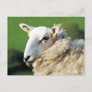 SÜSSE SCHAFE POSTKARTE