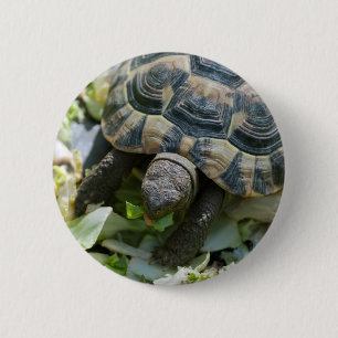 Süße Schildkröte Button