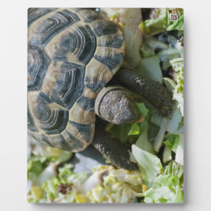 Süße Schildkröte Fotoplatte