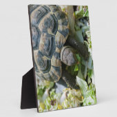 Süße Schildkröte Fotoplatte (Seite)