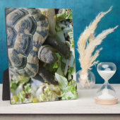 Süße Schildkröte Fotoplatte (Seite)