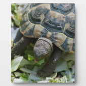 Süße Schildkröte Fotoplatte (Vorderseite)