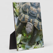 Süße Schildkröte Fotoplatte (Seite)