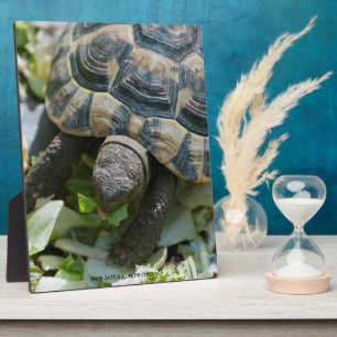 Süße Schildkröte Fotoplatte