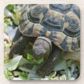 Süße Schildkröte Getränkeuntersetzer (Vorderseite)