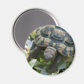 Süße Schildkröte Magnet (Vorderseite/Rückseite)
