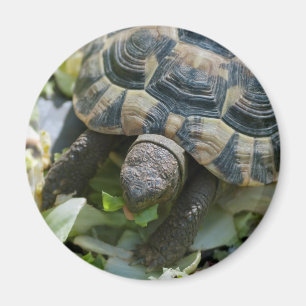 Süße Schildkröte Magnet