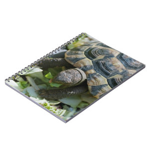Süße Schildkröte Notizblock