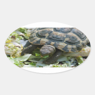 Süße Schildkröte Ovaler Aufkleber