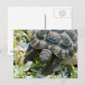 Süße Schildkröte Postkarte (Vorne/Hinten)
