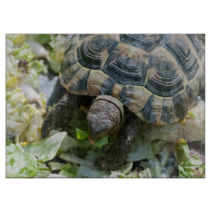 Süße Schildkröte Schneidebrett