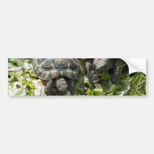 Süße Schildkröten Autoaufkleber