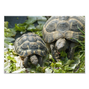 Süße Schildkröten Fotodruck