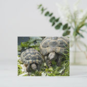 Süße Schildkröten Postkarte (Stehend Vorderseite)