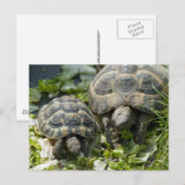 Süße Schildkröten Postkarte (Vorne/Hinten)