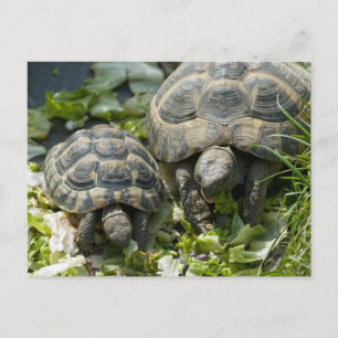 Süße Schildkröten Postkarte
