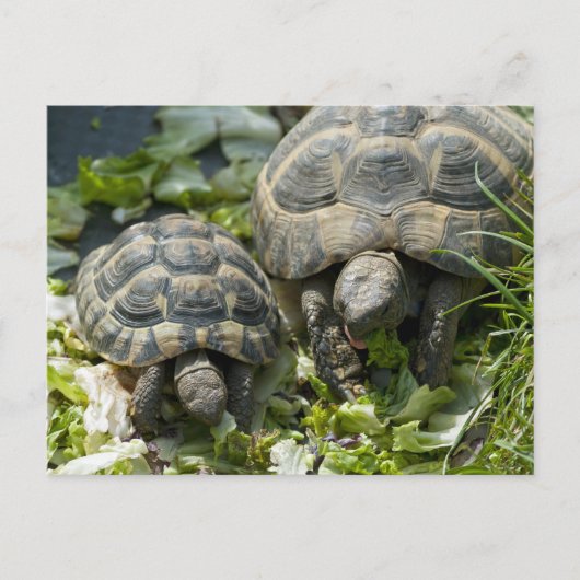 Süße Schildkröten Postkarte (Vorderseite)