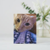 Süße schlafende Ginger-Katze Postkarte (Stehend Vorderseite)