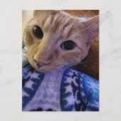 Süße schlafende Ginger-Katze Postkarte (Vorderseite)