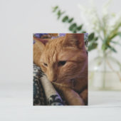 Süße schlafende Ginger-Katze Postkarte (Stehend Vorderseite)
