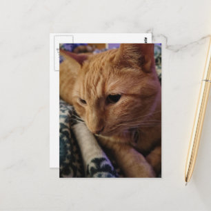 Süße schlafende Ginger-Katze Postkarte
