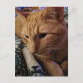 Süße schlafende Ginger-Katze Postkarte (Vorderseite)
