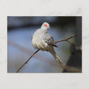 Süße schöne Diamanttaube Postkarte