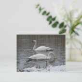 Süße Schwäne im Winter DIY Postkarte (Stehend Vorderseite)
