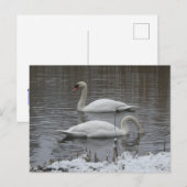 Süße Schwäne im Winter DIY Postkarte (Vorne/Hinten)