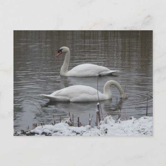 Süße Schwäne im Winter DIY Postkarte (Vorderseite)