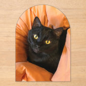 Süße schwarze Katze Acryleinladungen (Vorderseite)