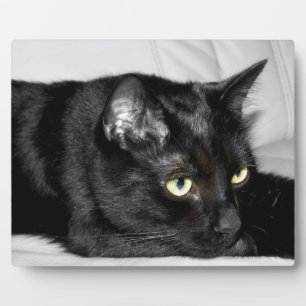 Süße schwarze Katzenporträt Fotoplatte