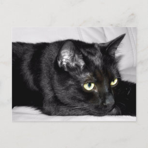 Süße schwarze Katzenporträt Postkarte