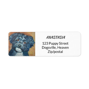 SÜSSE SCHWARZES HAVANESE