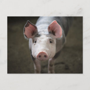 Süße Schwein Geburtstagskarte Postkarte