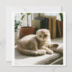 Süße Scottish Fold Katze Einladung Gemütliche Katz