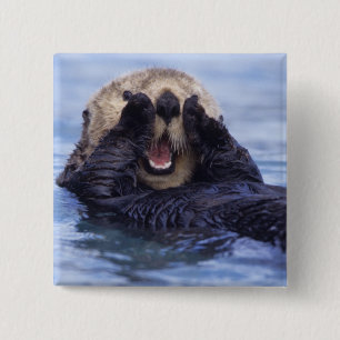 Süße Seeotter   Alaska, USA Button