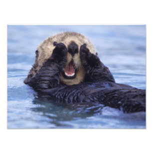 Süße Seeotter   Alaska, USA Fotodruck