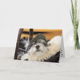 Süße Shih Tzu-Hundekarte Karte
