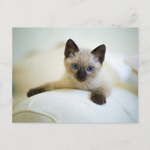 Süße siamesische Katzenbaby-Postkarte Postkarte