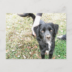 Süße Smokey posiert für die Kamera Postkarte